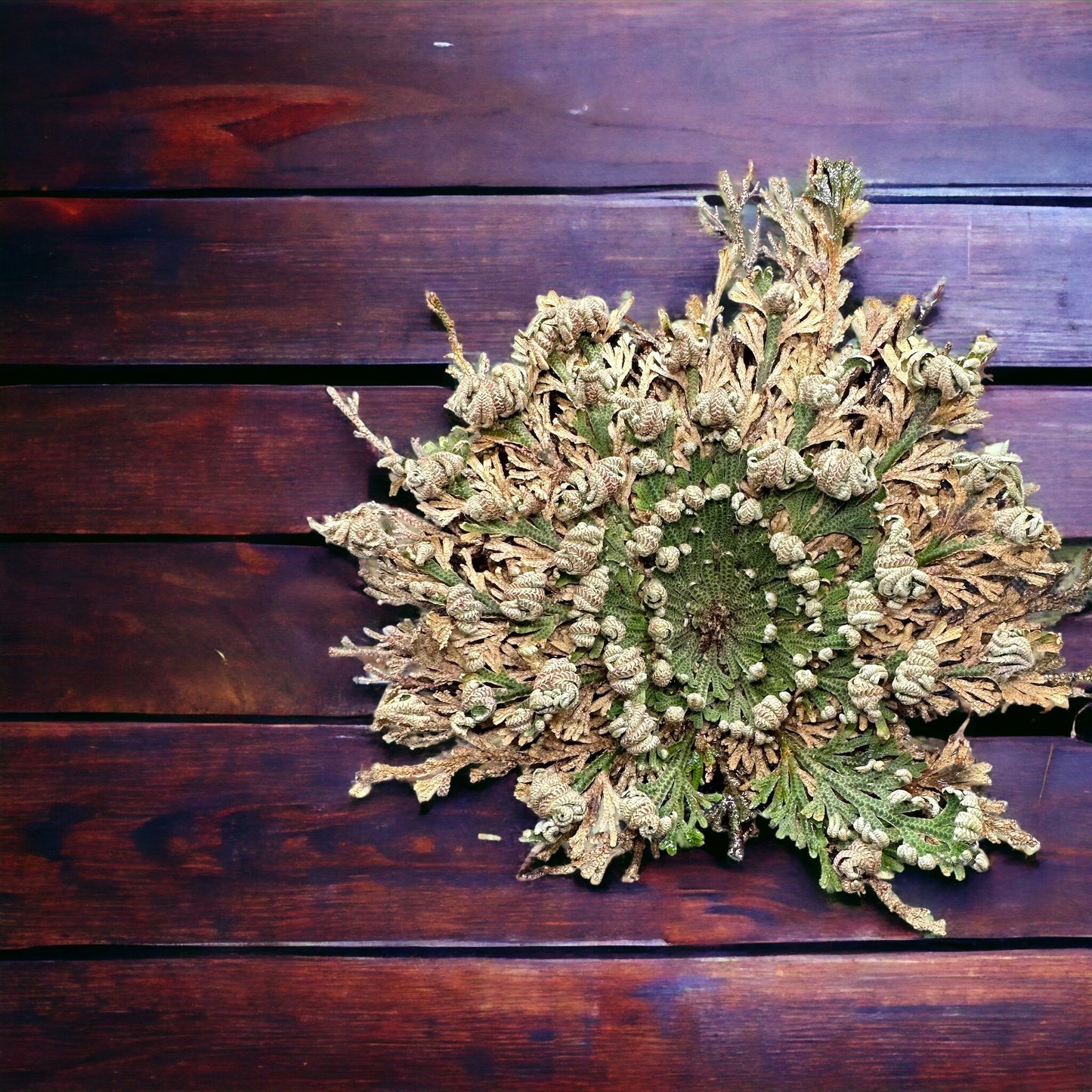 Rose Of Jericho