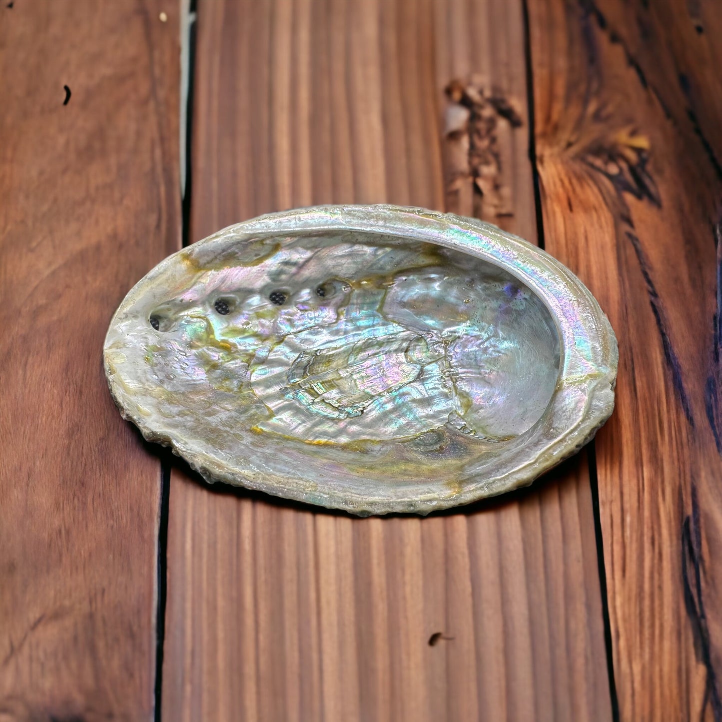 Abalone Shell